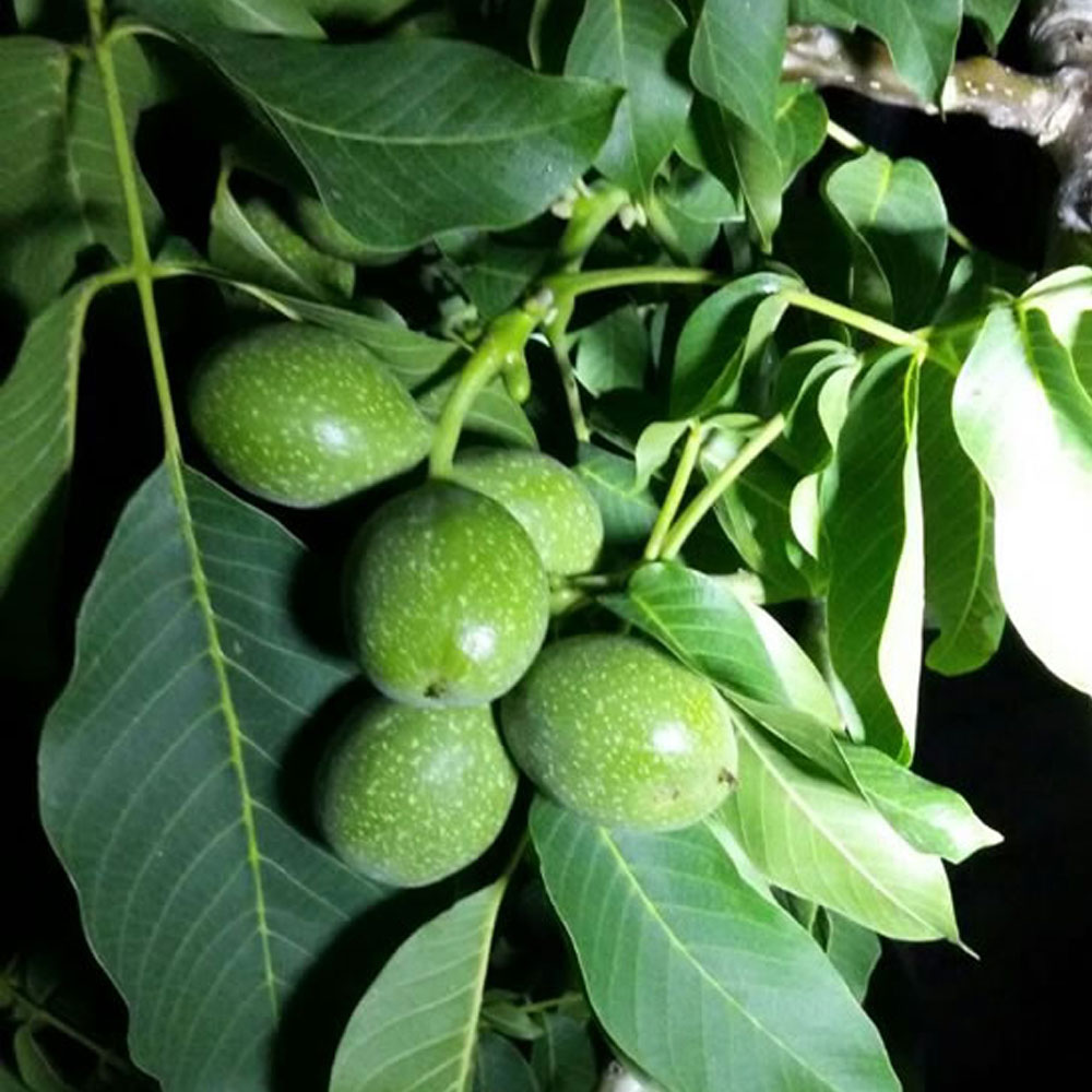 نهال گردو خوشه ای کانادایی , نهال گردو , نهالستان ,  ,   نهالستان فیروز قره داغی , فیروز قره داغی , نهال گردو خوشه ای کانادایی