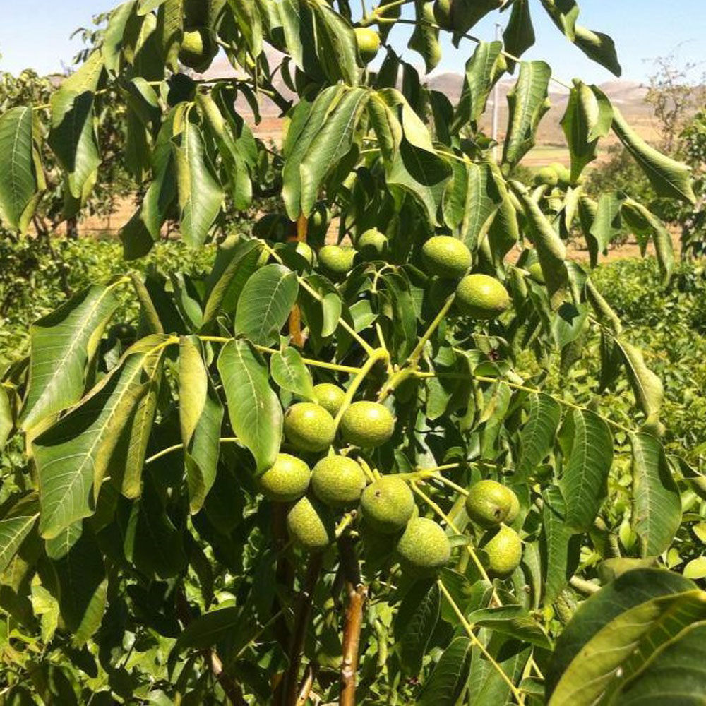 نهال گردو فرانکت , نهال گردو , نهالستان ,  ,   نهالستان فیروز قره داغی , فیروز قره داغی , نهال گردو فرانکت