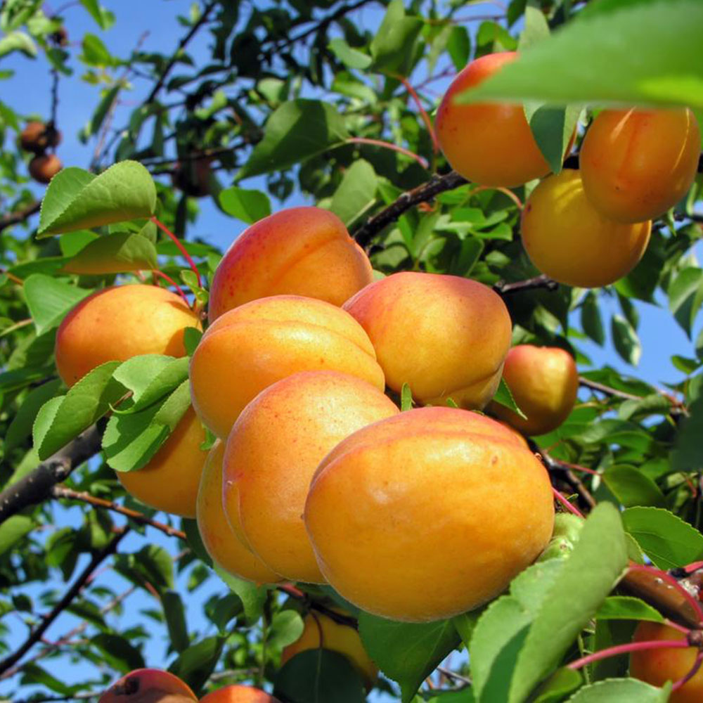 نهال زردآلو عسگر آبادی , نهال زردالو , نهالستان ,  ,   نهالستان فیروز قره داغی , فیروز قره داغی , نهال زردآلو عسگر آبادی
